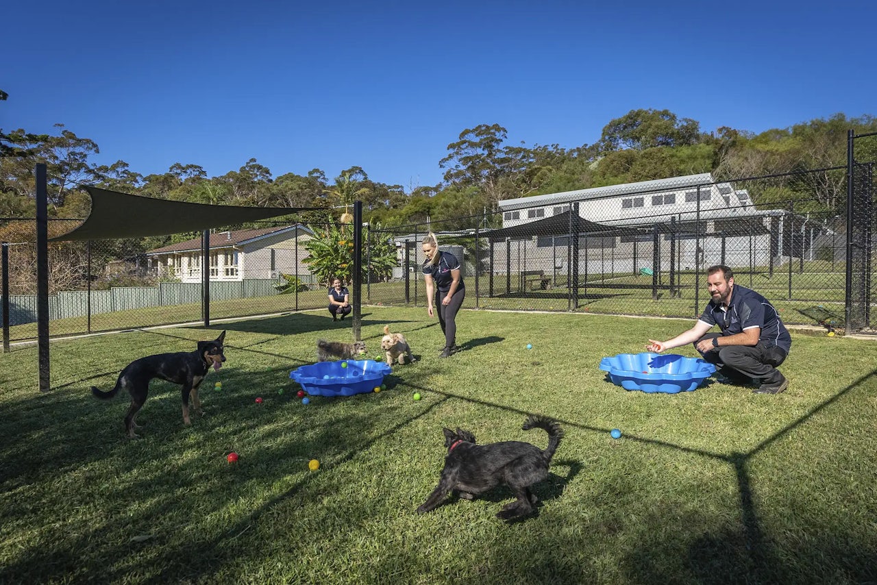 Pet Resorts Australia Ingleside