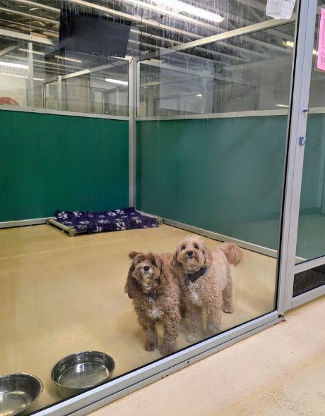 Two happy pups in the Pet Resorts Australia Port Melbourne Resort Room