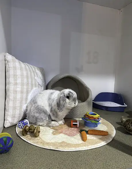 A white and grey lop-eared rabbit at Sydney Petlands’ small pet boarding area sits on a rug with toys, a pillow, and a hideaway bed.
