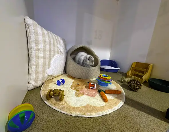 A lop-eared rabbit in the small pet boarding room at Sydney Petlands