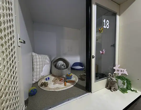 A lop-eared rabbit in a safe small pet boarding room at Sydney Petlands