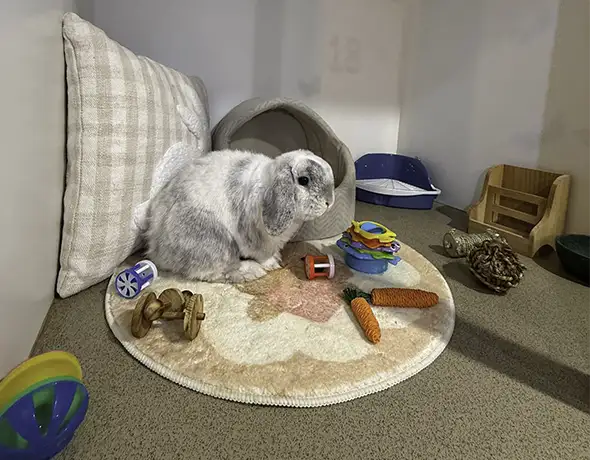 A happy lop-eared rabbit explores its cosy enclosure at Sydney Petlands