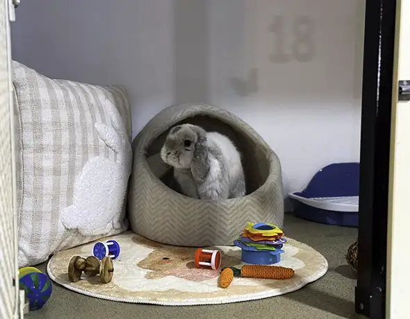 Bunny in Hidey Hole at Sydney Petlands