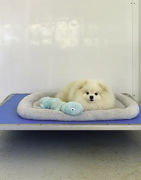 Dog Private Room Standard