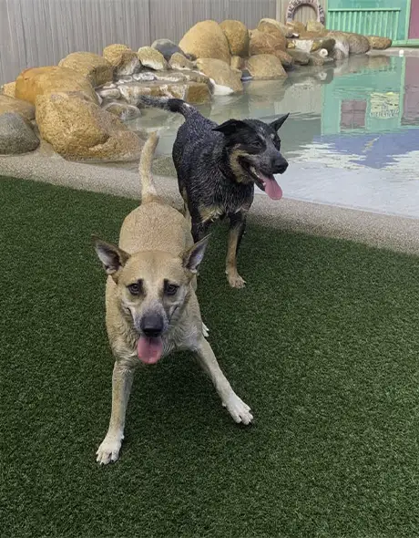 Two dogs enjoying some social outdoor time while staying at the guest suite at Pet Resorts Australia Townsville