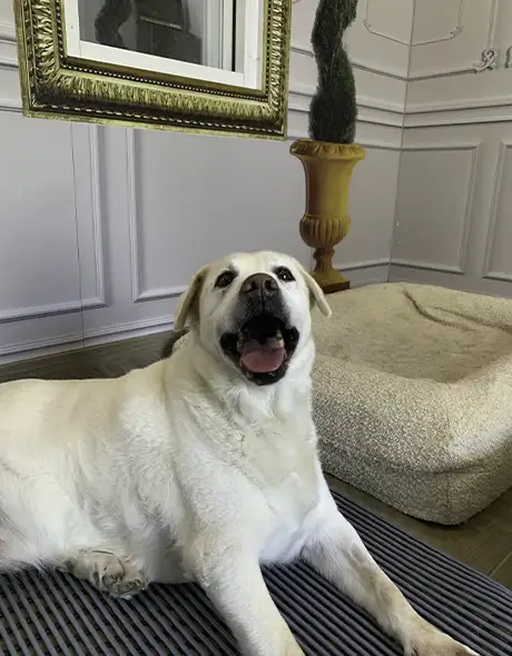 Happy Labrador relaxing in the Royal Suite Private Room at Pet Resorts Australia Eumundi, featuring luxury bedding and elegant décor