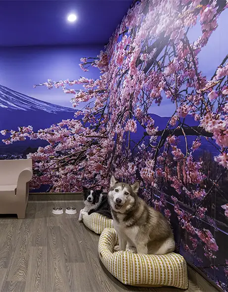 Dogs lounging in the Social Destination Room at Pet Resorts Australia Eumundi, styled with a cherry blossom mural and Mount Fuji backdrop