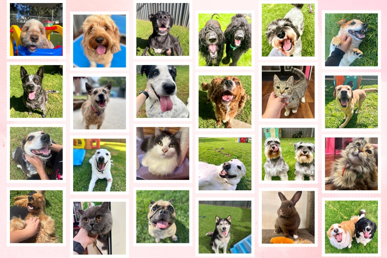 Sydney Petlands The Happiest Tails on Earth