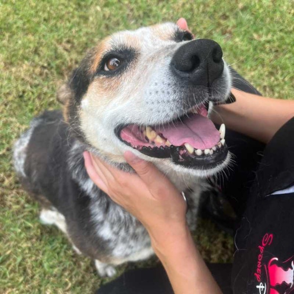 big smiles at dural doggy daycare