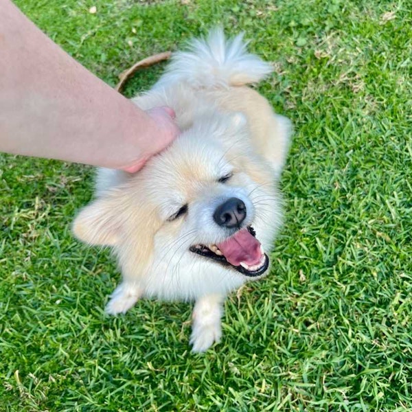enjoying pats at doggy daycare