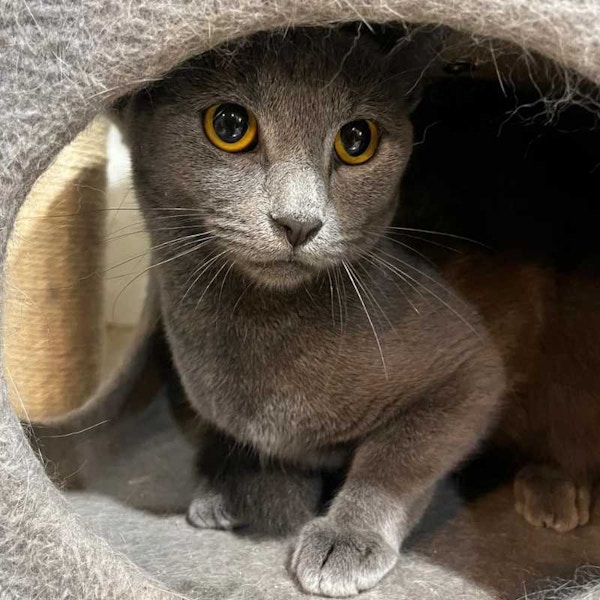 Happy cat at sydney petlands cattery