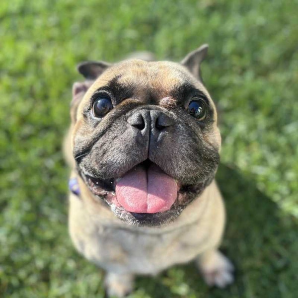 happy dog boarding guest