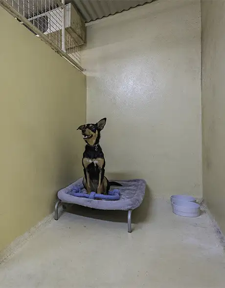 Dog sitting on a raised bed with a soft blanket inside the Private Presidential Suite at Pet Resorts Australia Ingleside. The suite has clean cream-colored walls, a water bowl, and a comfortable resting area.