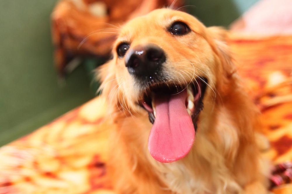 Doggy Daycare