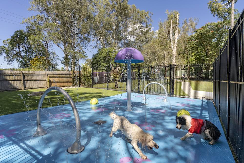 Doggy Daycare
