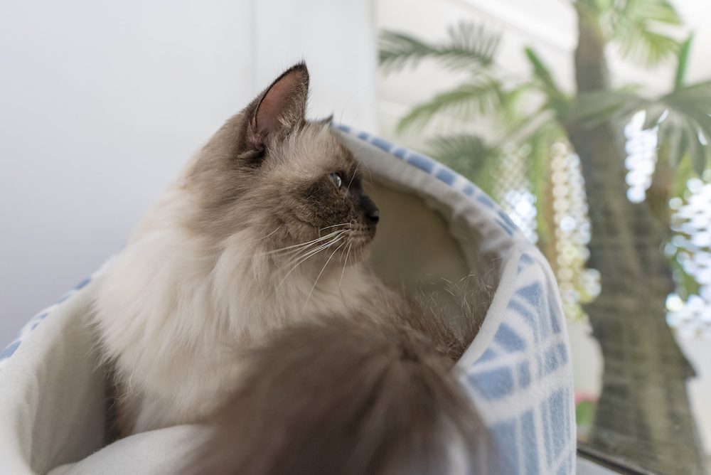Cattery