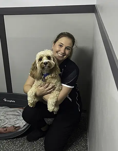At Kangy Angy Pet Nanny, a carer cuddles a Cavoodle in its private boarding room, creating a cosy and affectionate environment.