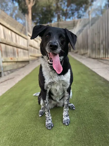 Welcome Boarding Kennels and Cattery Yarrambat with Dog Run Featuring a Happy Dog