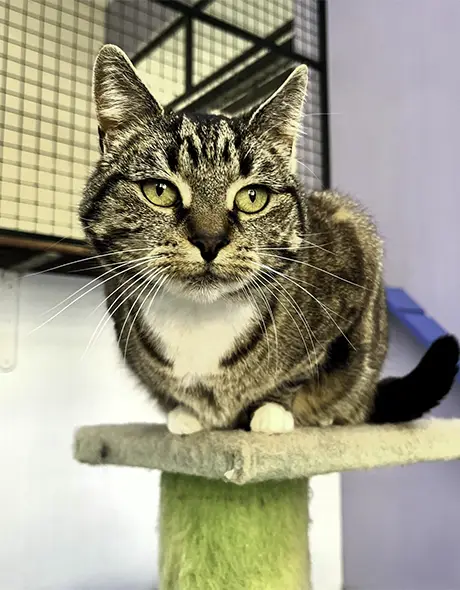Cat relaxing on perch at Welcome Kennels and Cattery Melbourne Yarrambat