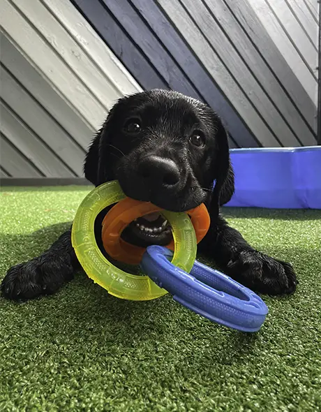 Black Labrador puppy enjoying toys at Welcome Kennels and Cattery doggy daycare in Yarrambat Melbourne