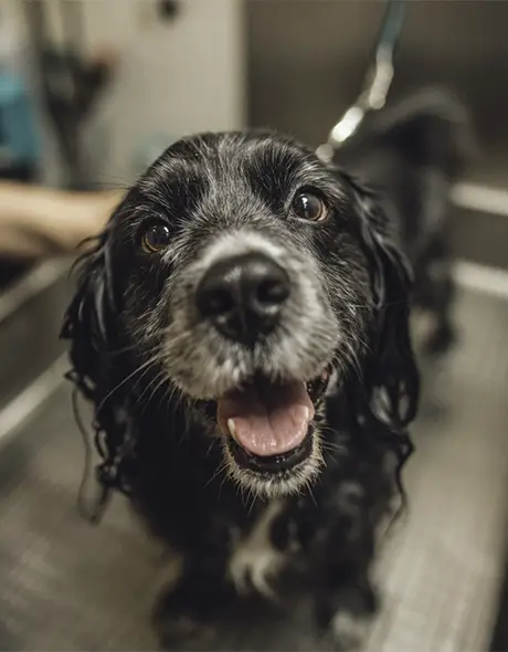 Cute collie enjoying a hydrobath at Welcome Kennels and Cattery as part of the guest services