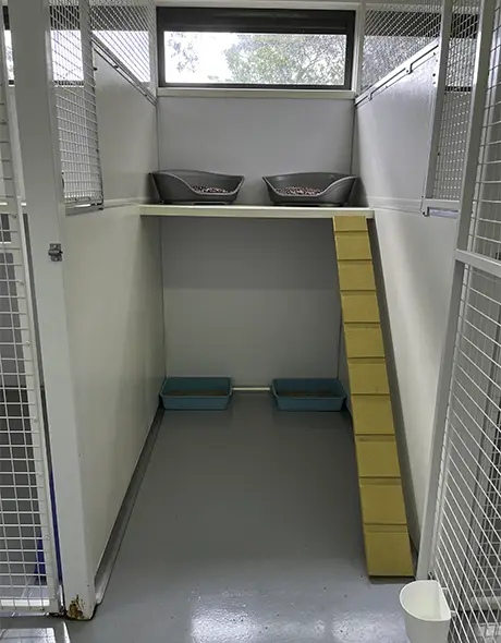 A view of the cat resort room at Welcome Kennels and Cattery showing comfortable two story lodgings with fun climbing features and window letting natural light in
