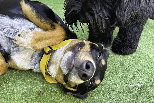 Dogs playing in the shared play yard at Welcome Kennels and Cattery