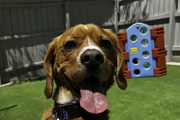 A dog enjoying outdoor time at Welcome Kennels
