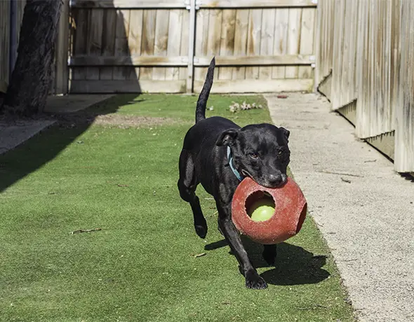 Private boarding courtyard at Welcome Kennels and Cattery