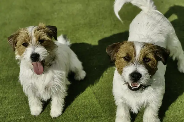 Dogs playing in a social suite