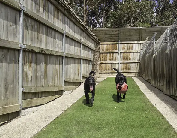 Two dogs playing in courtyard
