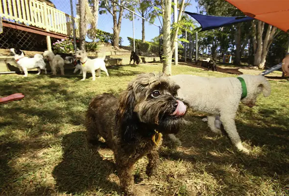 dogs play in dog boarding yard at Samford