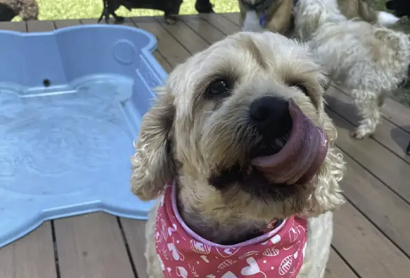 Cute dog plays in splash pool at Samford Pet Resort