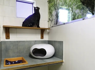 A sunny cat guest suite showing comfortable hidden bed, rainforest feature and warm surrounds at Samford Cattery.