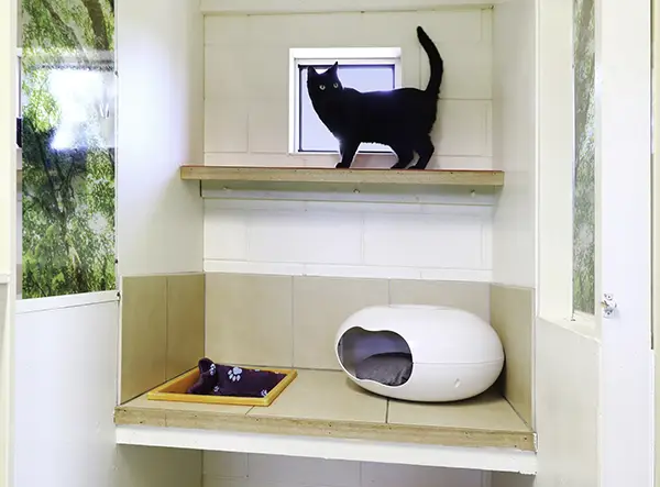 Cat in Guest Suite