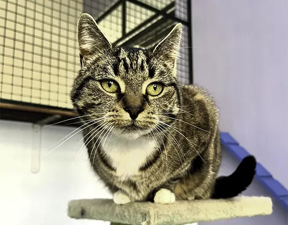 Cattery Melbourne