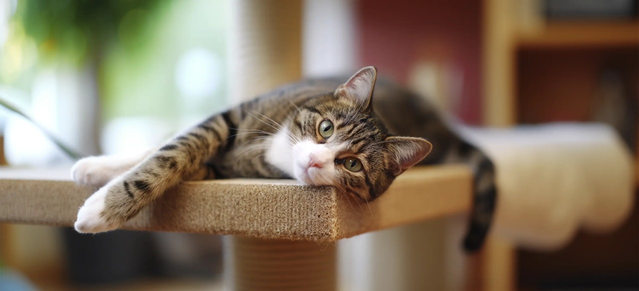 Calm and Spacious Cattery