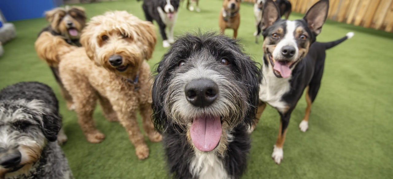 Fun & Social Doggy Daycare