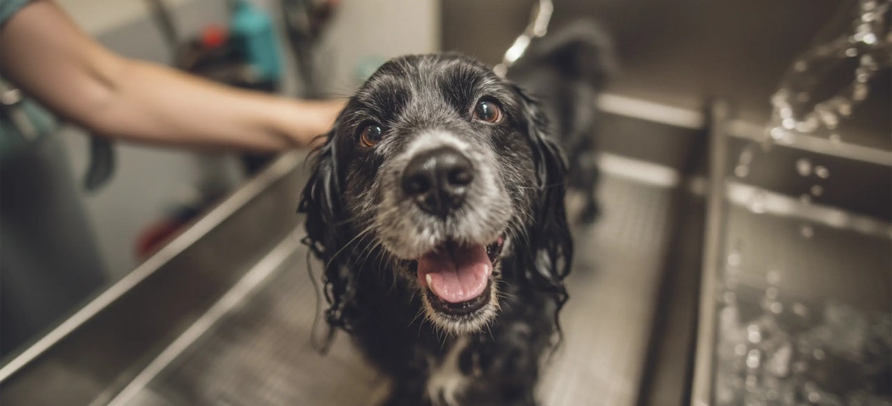 Pet Boarding Guest Services
