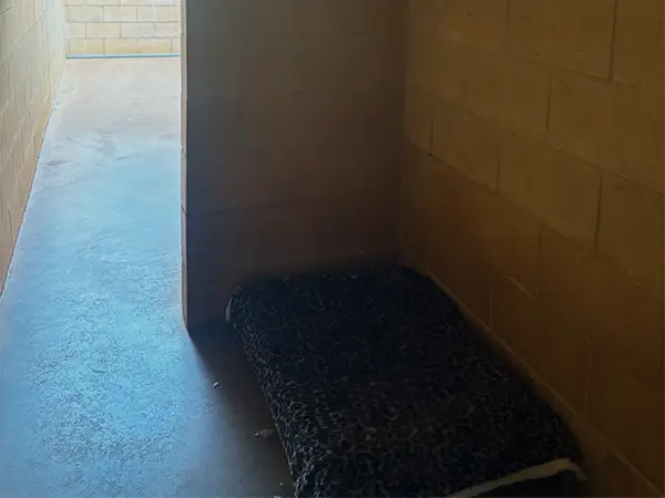 A private guest room for dogs at Avonlee Lodge Pet Resort showing comfortable trampoline bed and natural light