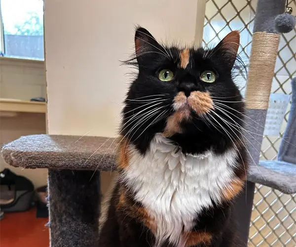 Happy cat in cattery