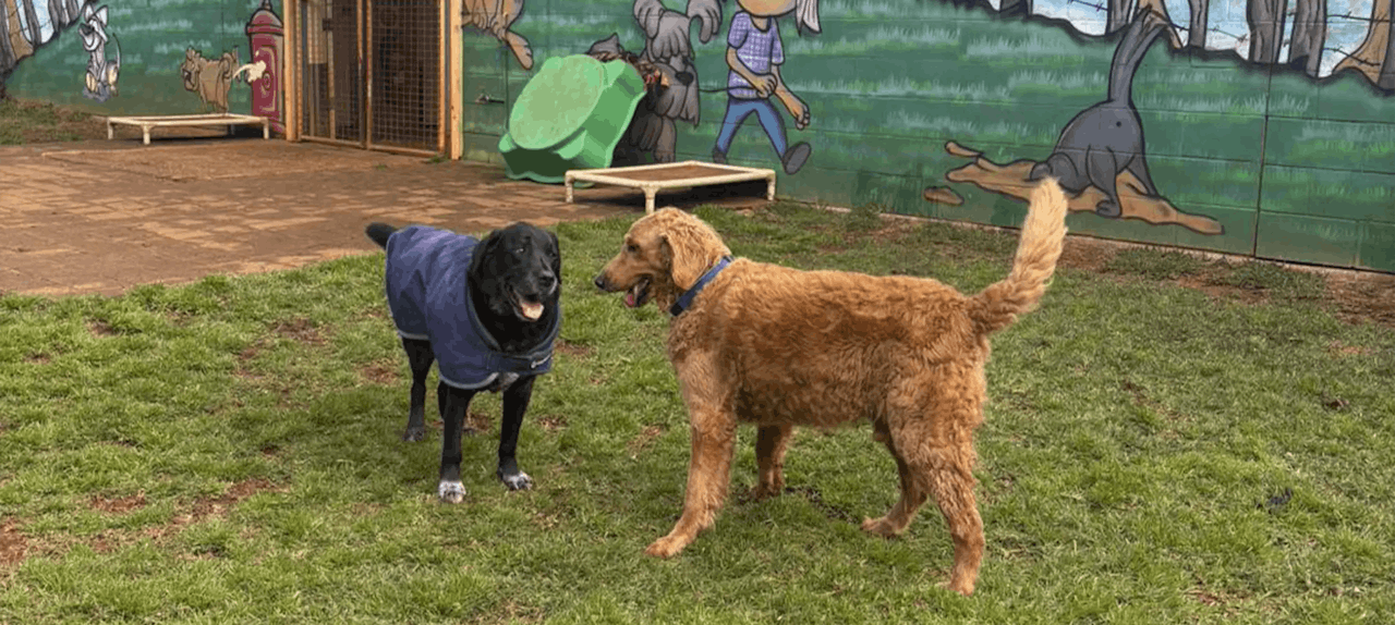 Fun & Social Doggy Daycare in Dalwood