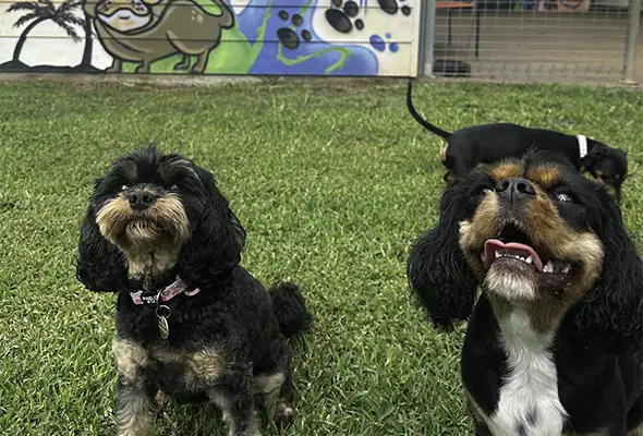 Playtime at Avonlee Pet Resort