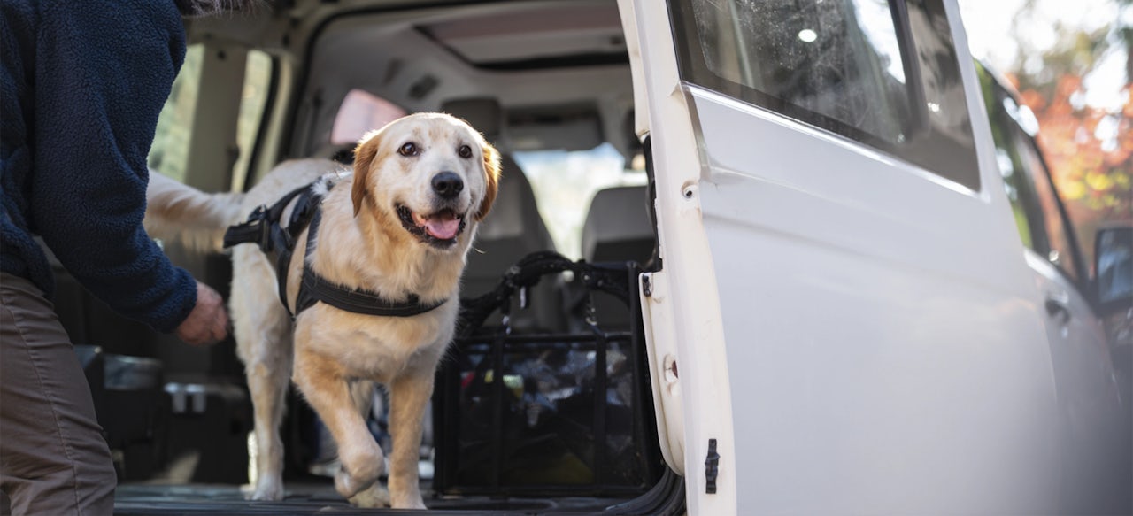 Pet Taxi Melbourne