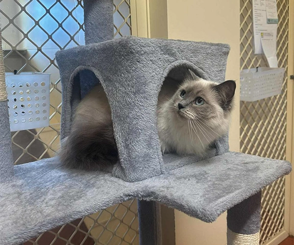 A cat rests in a climbing gym at Avonlee Lodge Pet Resort and Cattery