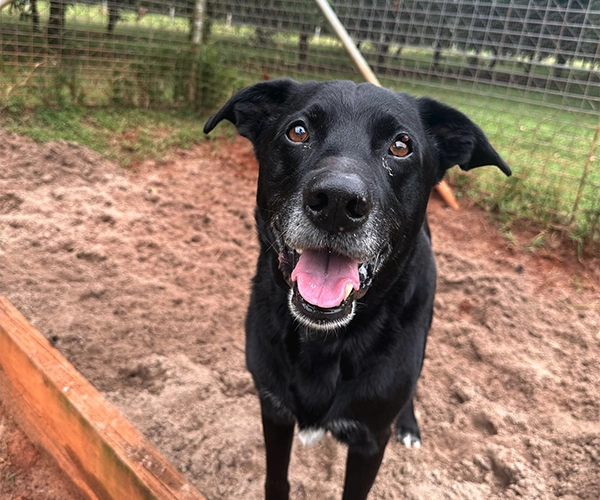 A dog plays in a sandpit at Avonlee Lodge Pet Resort near Byron Bay