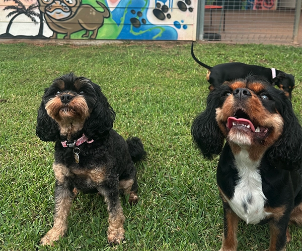 Two dogs play in the large green yard at doggy daycare Avonlee Lodge near Ballina