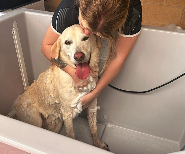 A happy Labrador receives a hydrobath from a caring pet attendant at Pet Boarding lodge