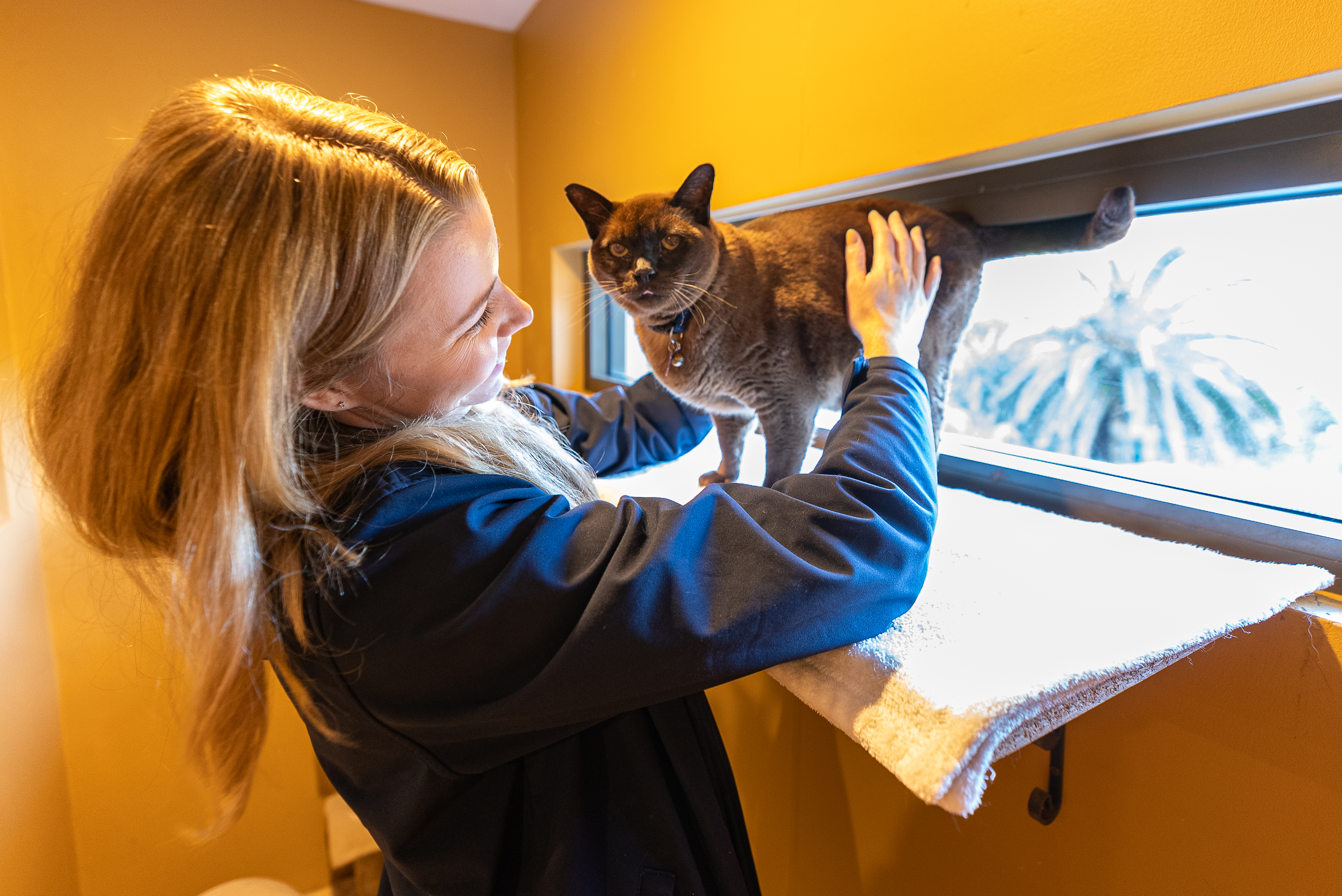 Terrigal Cat Window Room
