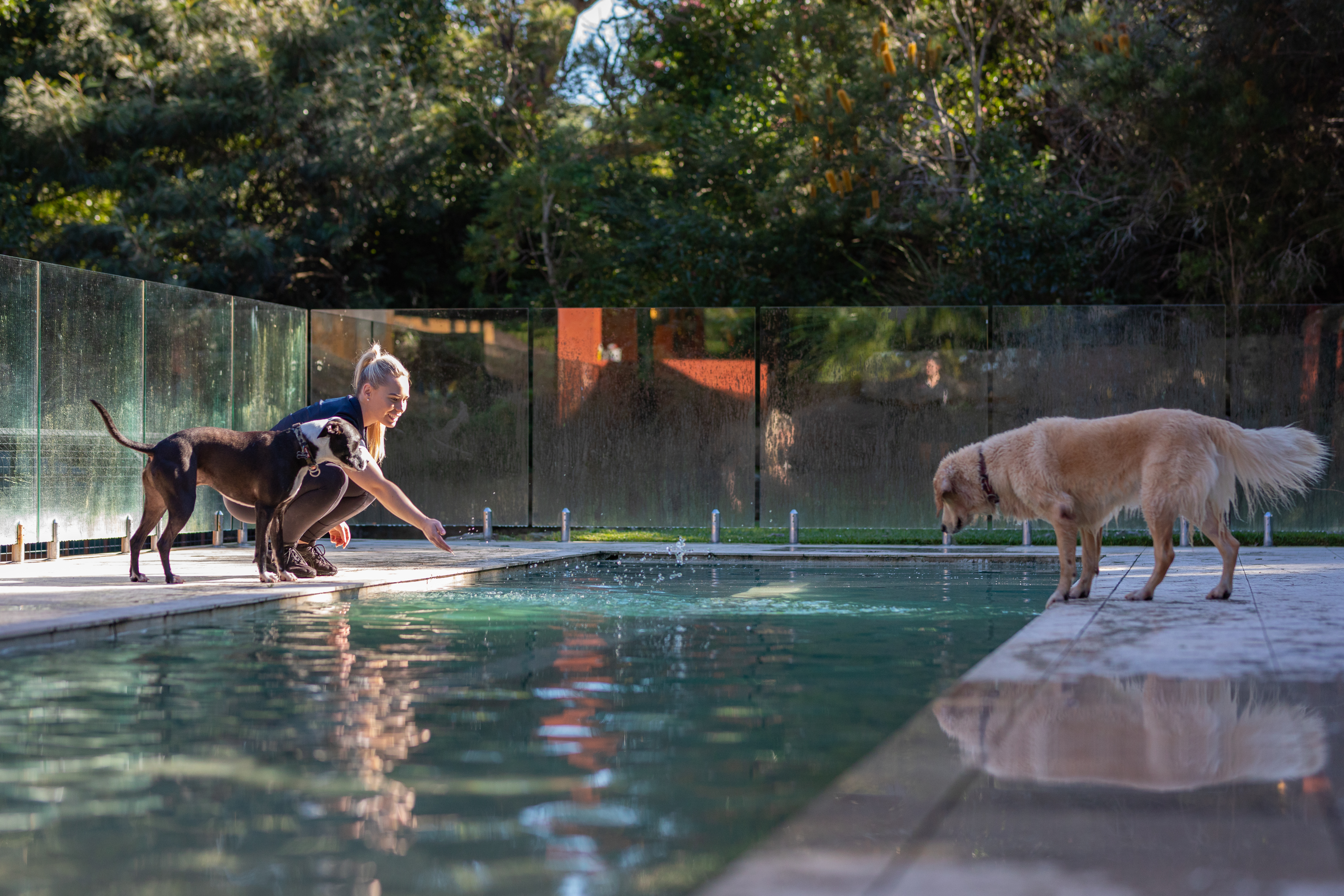 Terrigal Outdoor Dog Pool